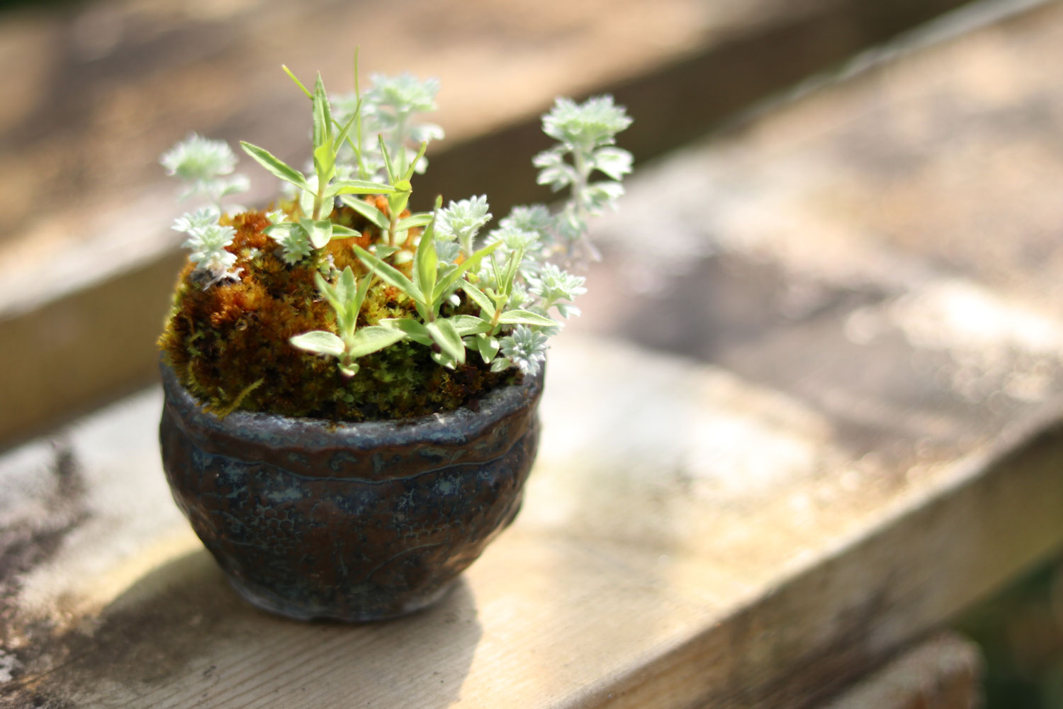アサギリソウと苔を植えたミニ盆栽