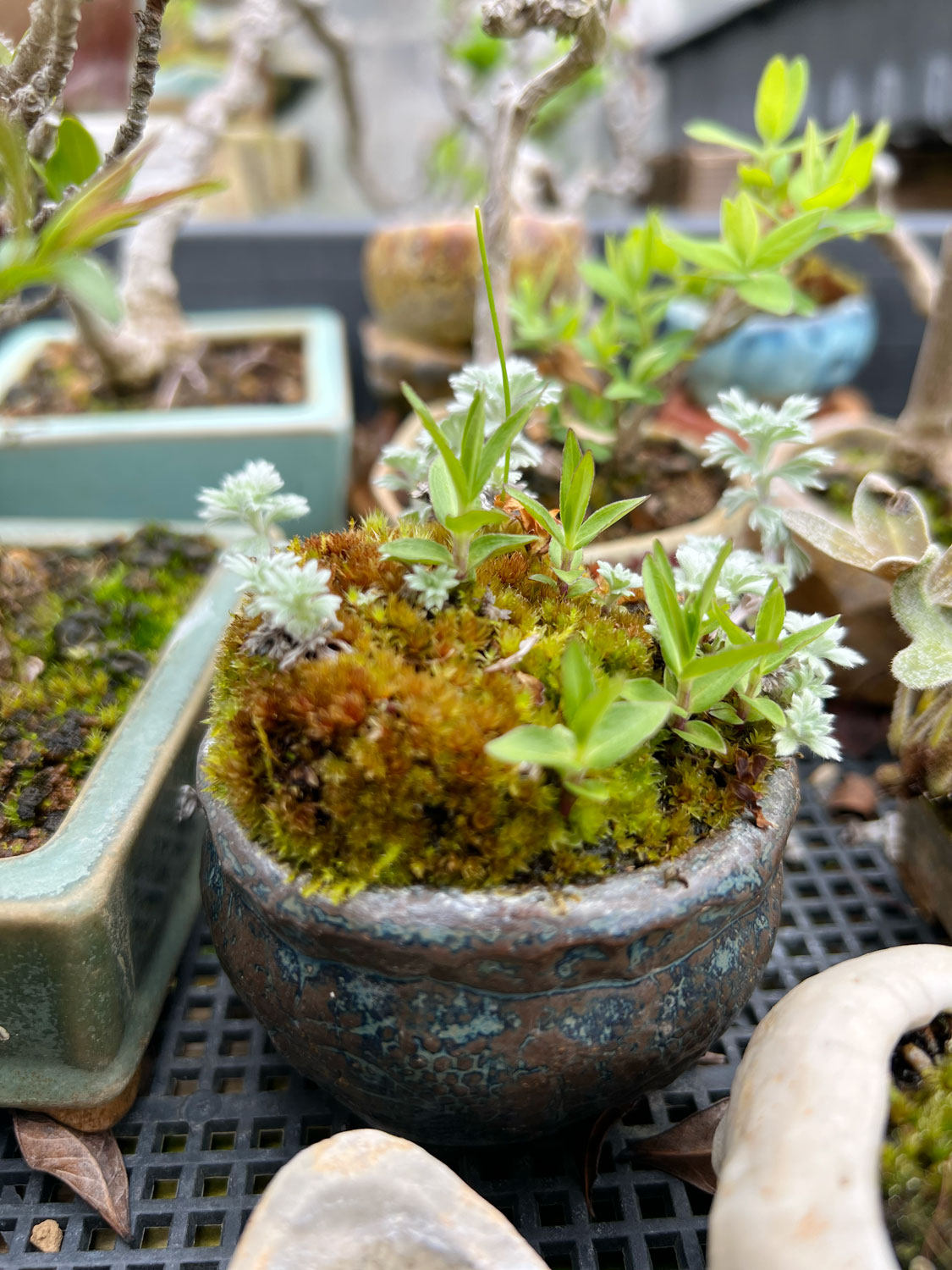 株分けして育てているアサギリソウと苔のミニ盆栽
